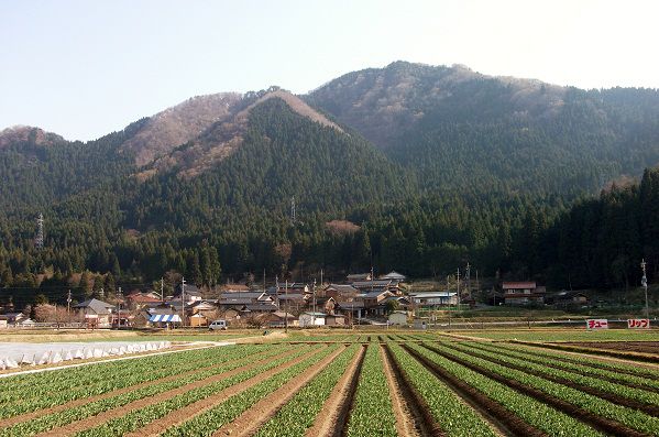早春の白い花 タムシバ 但馬の情報発信ポータルサイト 但馬情報特急