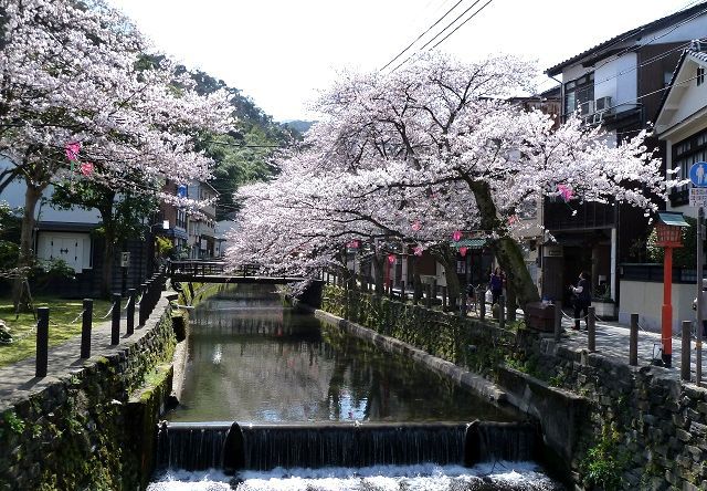 桜開花 城崎温泉 と 小島 円山川公苑 但馬の情報発信ポータルサイト 但馬情報特急 桜開花 城崎温泉 と 小島 円山川公苑 但馬の情報発信ポータルサイト 但馬情報特急