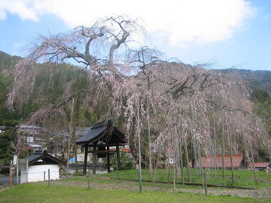 泰雲寺しだれ桜開花 但馬の情報発信ポータルサイト 但馬情報特急