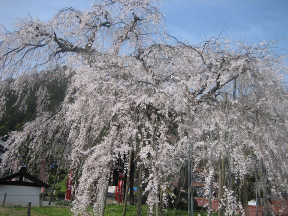 泰雲寺しだれ桜 満開となりました 但馬の情報発信ポータルサイト 但馬情報特急