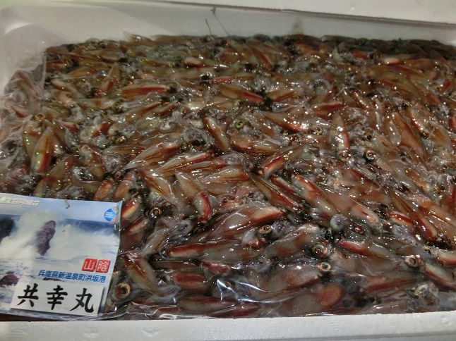 情報 ホタルイカ