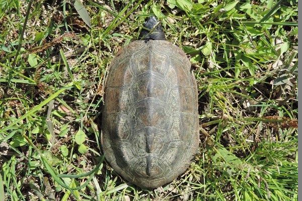クサガメ 但馬の情報発信ポータルサイト 但馬情報特急