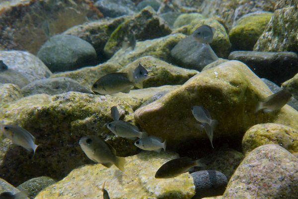 海水浴で見られる魚 但馬の情報発信ポータルサイト 但馬情報特急