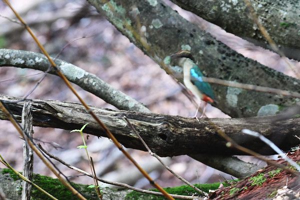 ヤイロチョウ 但馬の情報発信ポータルサイト 但馬情報特急