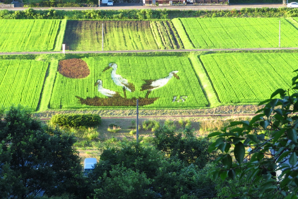 夏の風物詩 但東の田んぼアート 但馬の情報発信ポータルサイト 但馬情報特急