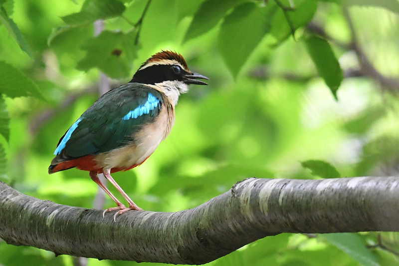 ヤイロチョウ ヤイロチョウ｜日本の鳥百科｜サントリーの愛鳥活動