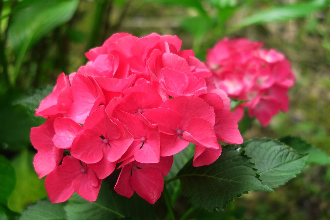 ToAlice 紫陽花姫 ToAlice 紫陽花姫