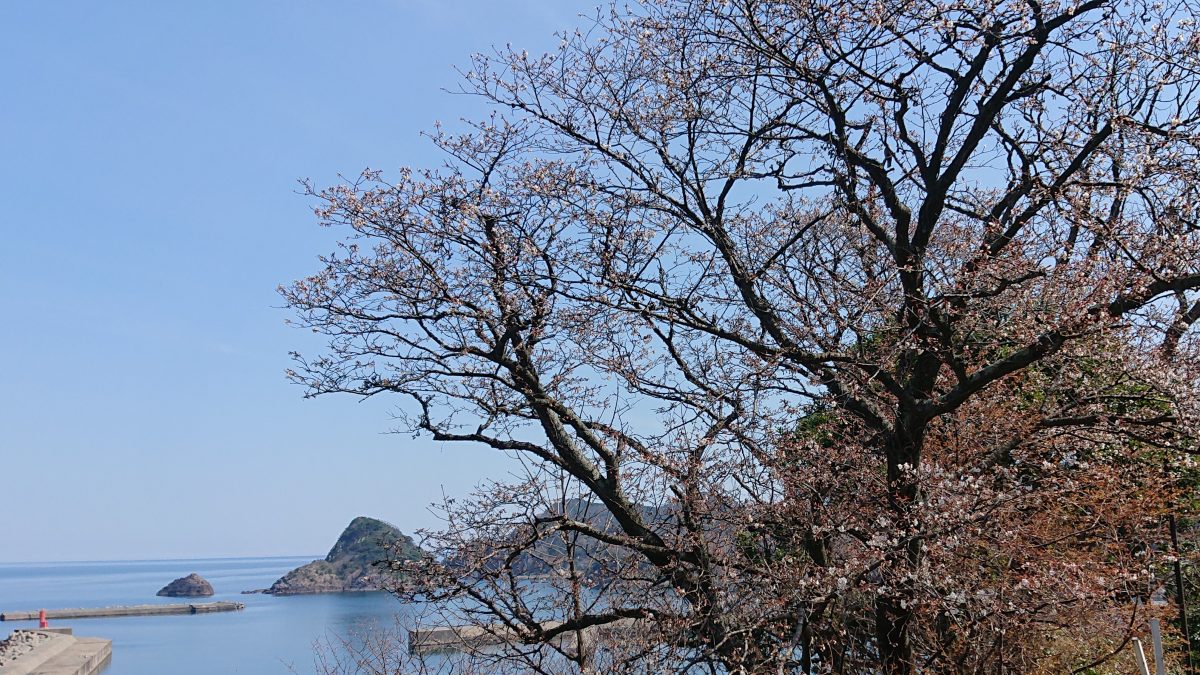 2020但馬桜だより 香住編 但馬の情報発信ポータルサイト 但馬情報特急