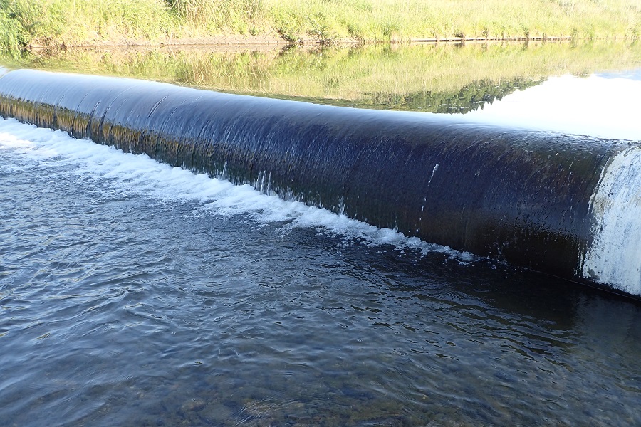 堰より上流へ。ウキゴリ類の稚魚 但馬の情報発信ポータルサイト