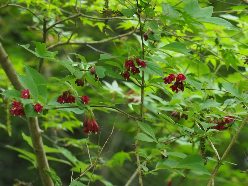 タニウツギ 但馬の情報発信ポータルサイト 但馬情報特急