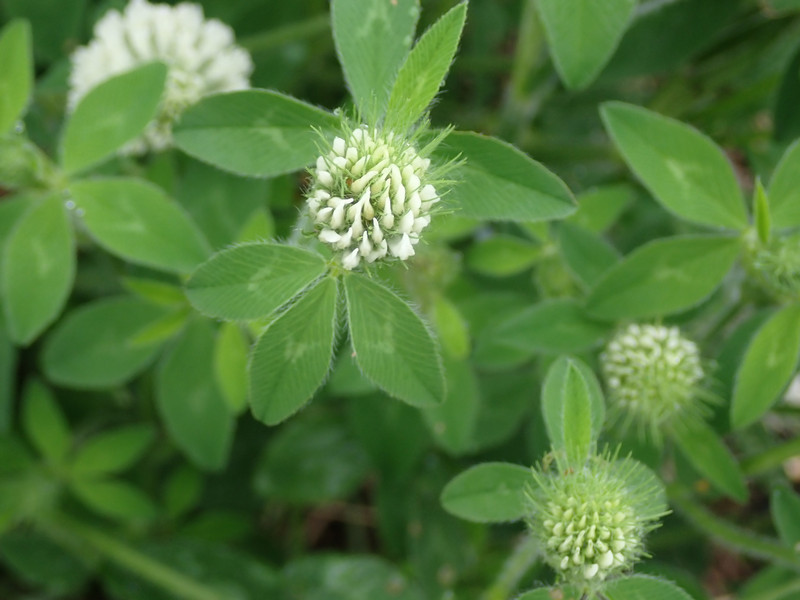 ムラサキツメクサ 但馬の情報発信ポータルサイト 但馬情報特急