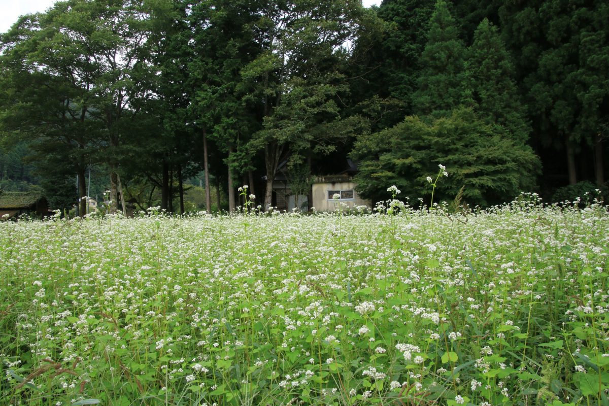 咲き乱れる蕎麦の花 たんとう蕎麦の郷 但馬の情報発信ポータルサイト 但馬情報特急 咲き乱れる蕎麦の花 たんとう蕎麦の郷 但馬の情報発信ポータルサイト 但馬情報特急