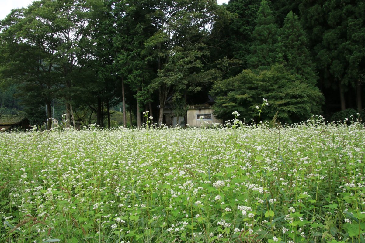 咲き乱れる蕎麦の花 たんとう蕎麦の郷 但馬の情報発信ポータルサイト 但馬情報特急