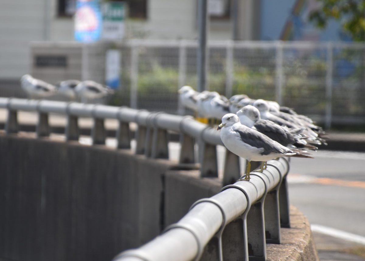 柴山港で整列したウミネコに出会った 但馬の情報発信ポータルサイト 但馬情報特急