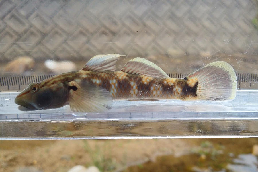 オオヨシノボリ 但馬の情報発信ポータルサイト 但馬情報特急