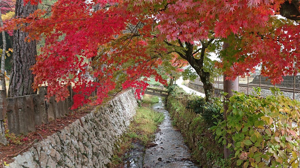 但馬紅葉だより 雲海に包まれた竹田城跡の麓 寺町通り編 但馬の情報発信ポータルサイト 但馬情報特急 但馬紅葉だより 雲海に包まれた竹田城跡の麓 寺町通り編 但馬の情報発信ポータルサイト 但馬情報特急