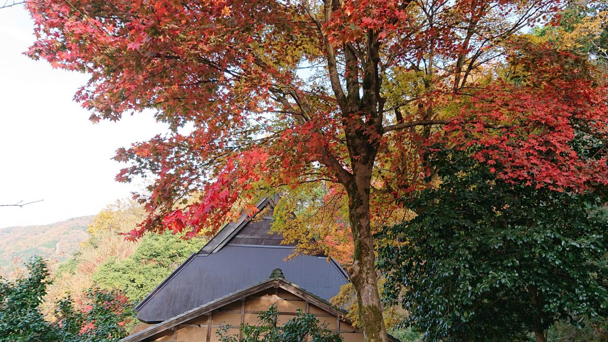 但馬紅葉だより 見ごろを迎えた日光院 青谿書院を訪ねて 但馬の情報発信ポータルサイト 但馬情報特急