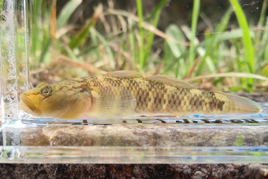 ヨシノボリ属未記載種 旧トウヨシノボリ 但馬の情報発信ポータルサイト 但馬情報特急 ヨシノボリ属未記載種 旧トウヨシノボリ 但馬の情報発信ポータルサイト 但馬情報特急