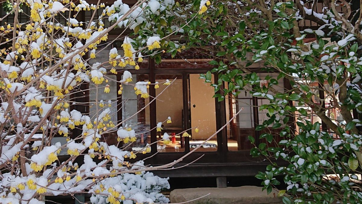 立春を前に一足早い春の兆しを探して朝来市を散策 ロウバイの花が咲いていました 但馬の情報発信ポータルサイト 但馬情報特急