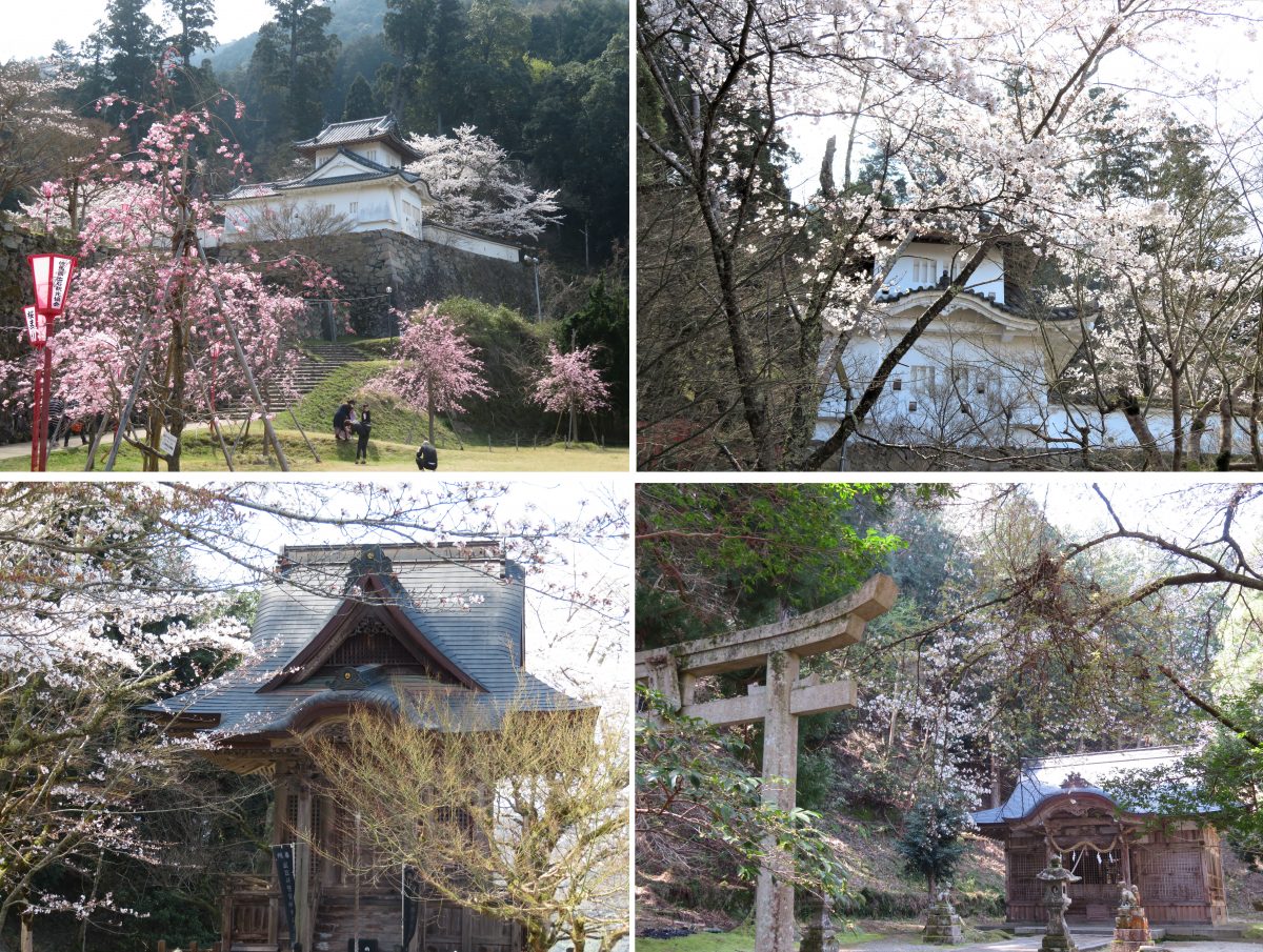 出石と桜は和する 但馬の情報発信ポータルサイト 但馬情報特急 出石と桜は和する 但馬の情報発信ポータルサイト 但馬情報特急