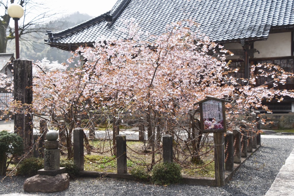春を感じるパワースポット 但馬の一本桜７選 但馬の情報発信ポータルサイト 但馬情報特急