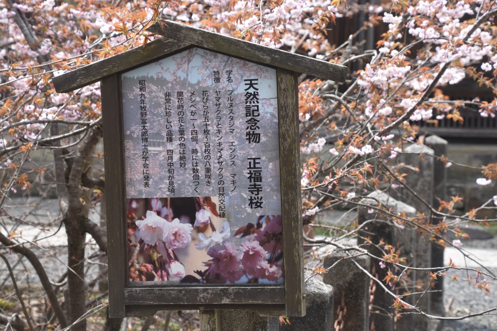 湯村温泉の正福寺にとってもめずらしい桜がある 但馬の情報発信ポータルサイト 但馬情報特急 湯村温泉の正福寺にとってもめずらしい桜がある 但馬の情報発信ポータルサイト 但馬情報特急