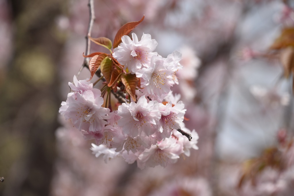 湯村温泉の正福寺にとってもめずらしい桜がある 但馬の情報発信ポータルサイト 但馬情報特急 湯村温泉の正福寺にとってもめずらしい桜がある 但馬の情報発信ポータルサイト 但馬情報特急