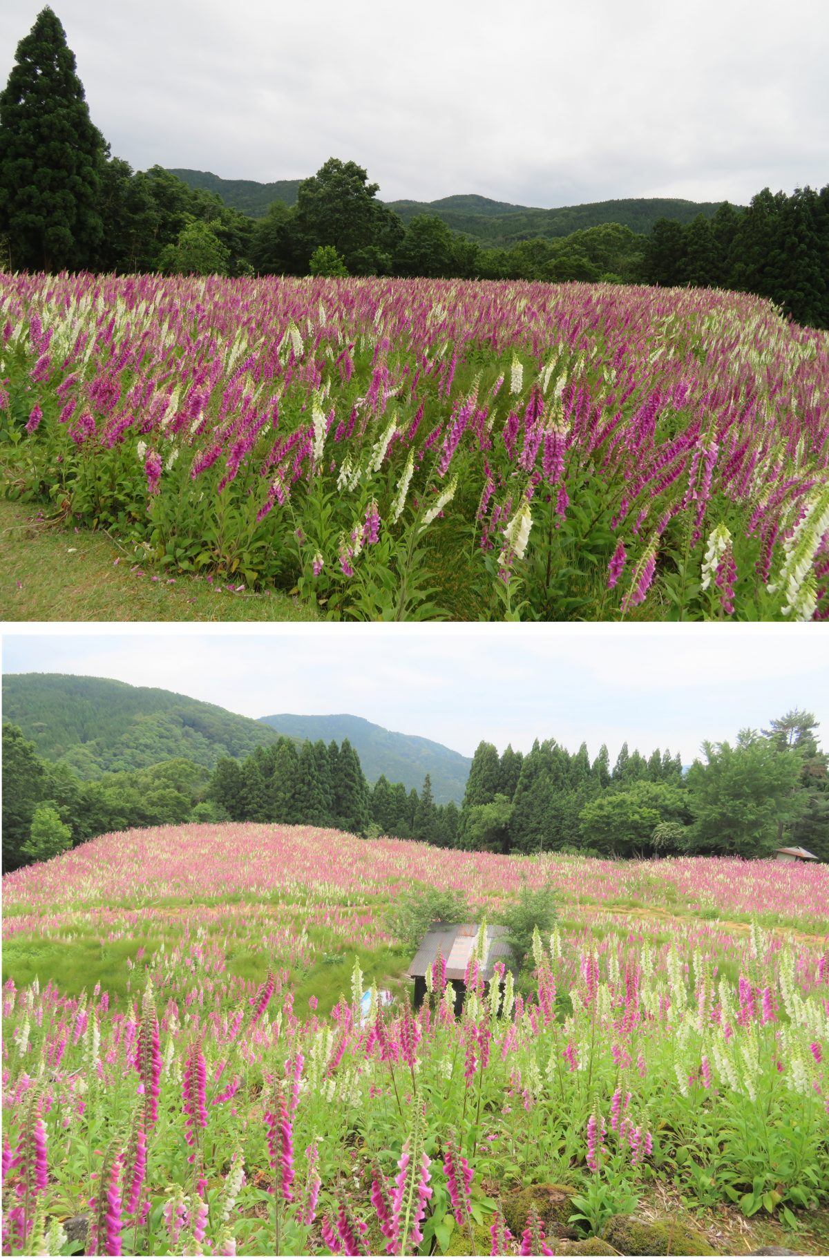 蘇武岳に初登頂し ジキタリスの花園を見る 但馬の情報発信ポータルサイト 但馬情報特急