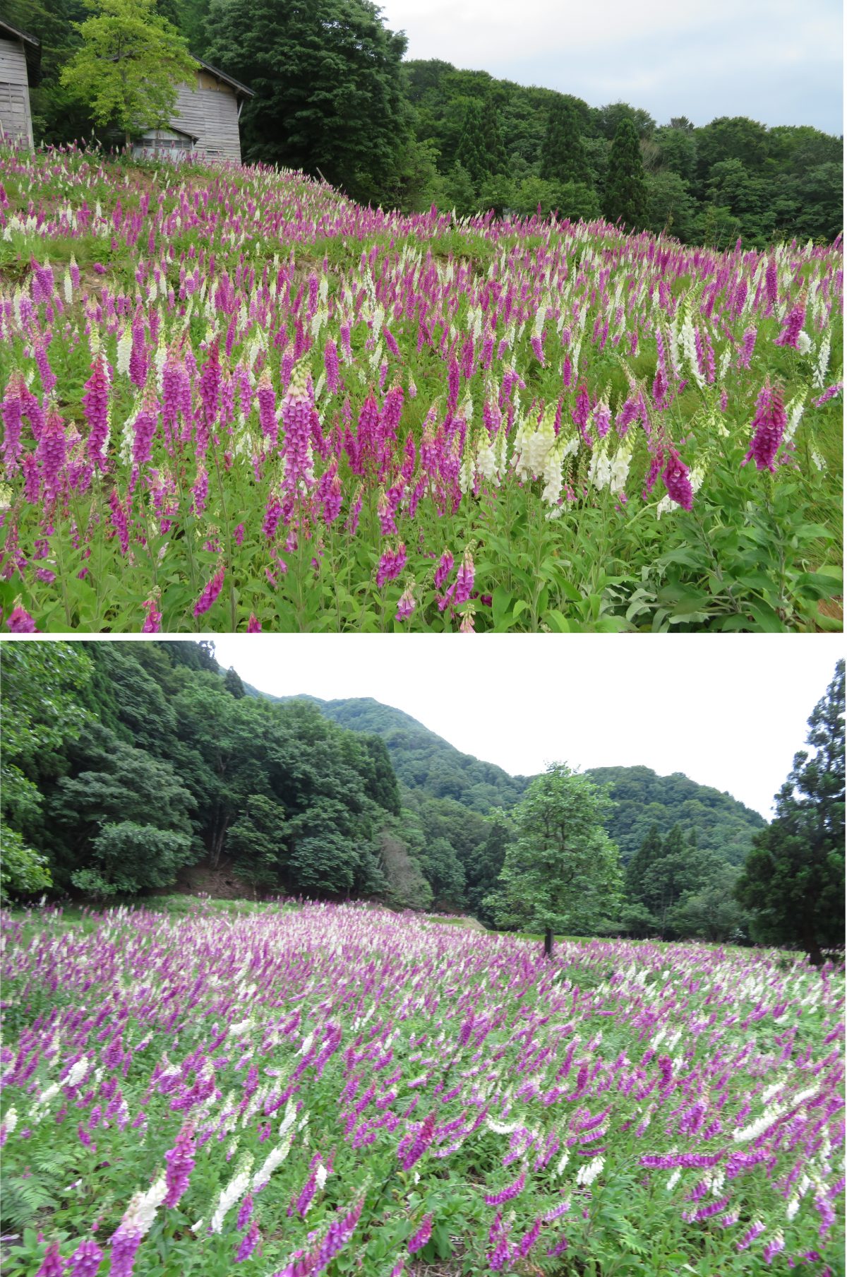 蘇武岳に初登頂し ジキタリスの花園を見る 但馬の情報発信ポータルサイト 但馬情報特急