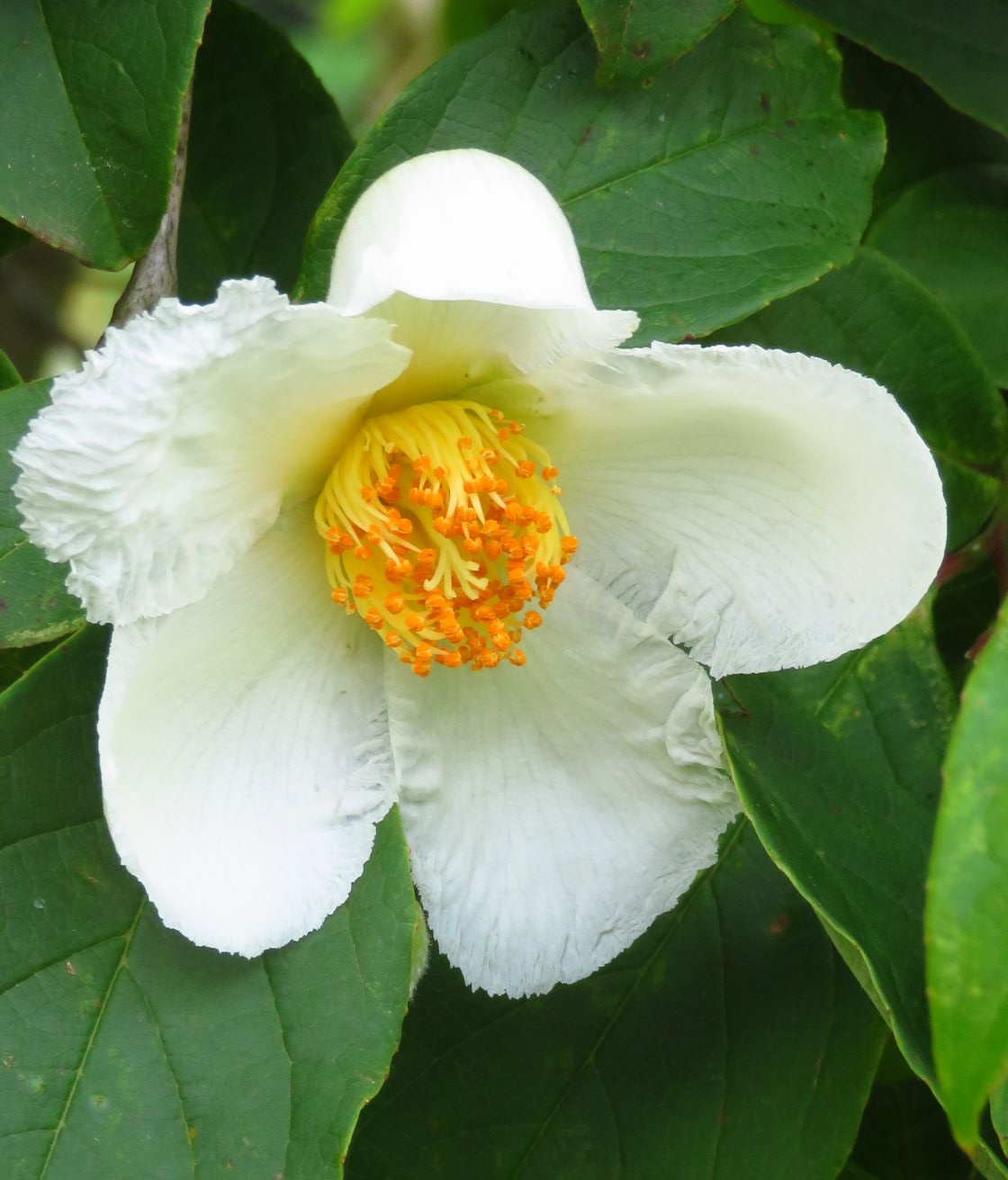 季節の花情報 夏ツバキが咲き始めました 但馬の情報発信ポータルサイト 但馬情報特急 季節の花情報 夏ツバキが咲き始めました 但馬の情報発信ポータルサイト 但馬情報特急