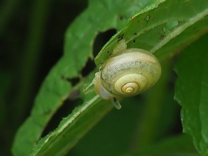 コハクオナジマイマイ どうやらたくさんいそうです 但馬の情報発信ポータルサイト 但馬情報特急
