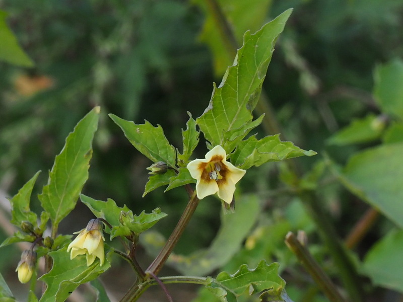 ヒロハフウリンホオズキ 畑に入ったらすぐに駆除しましょう 但馬の情報発信ポータルサイト 但馬情報特急