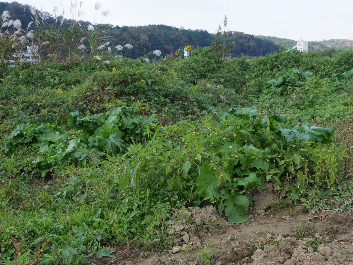 ヒロハフウリンホオズキ 畑に入ったらすぐに駆除しましょう 但馬の情報発信ポータルサイト 但馬情報特急