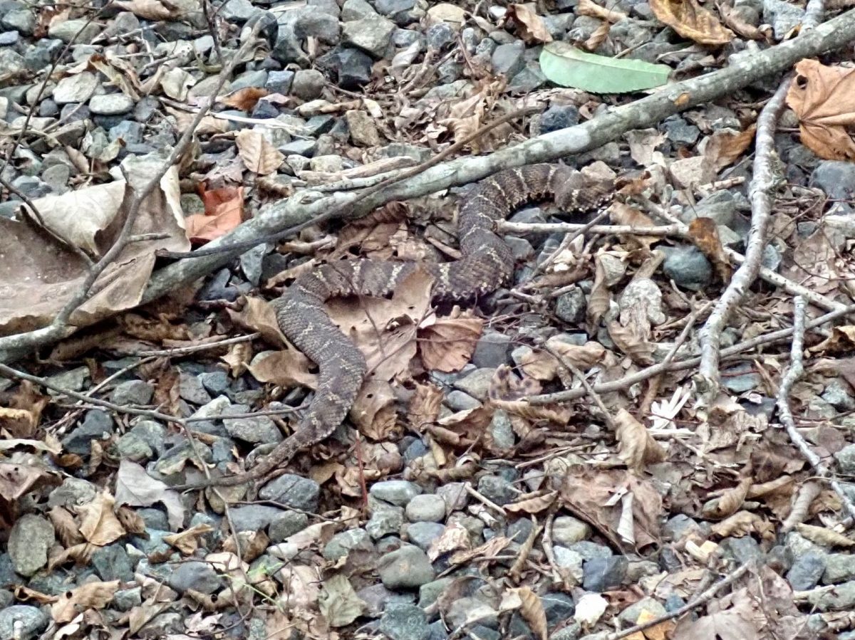 ニホンマムシ 但馬の情報発信ポータルサイト 但馬情報特急