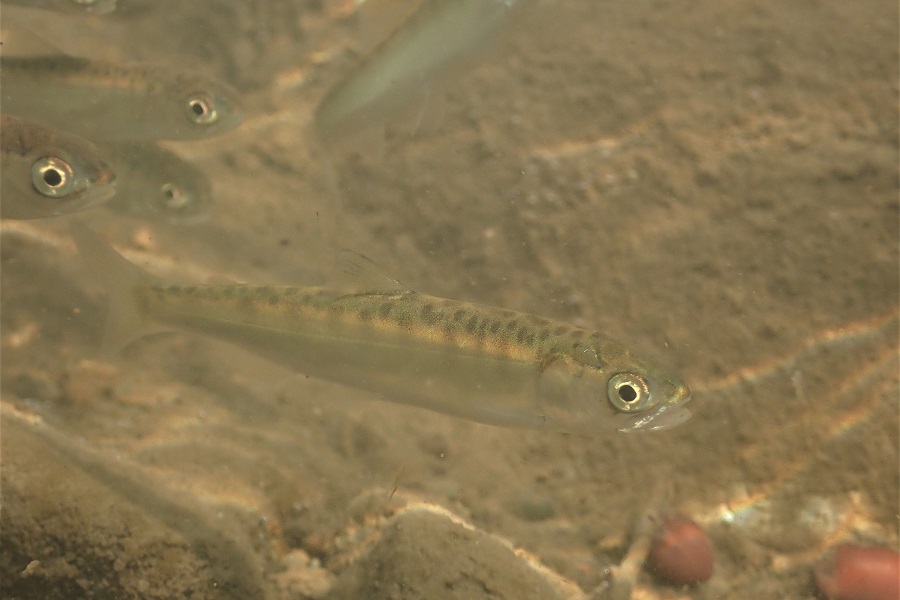 北へと旅立つサケの稚魚たち 但馬の情報発信ポータルサイト 但馬情報特急 北へと旅立つサケの稚魚たち 但馬の情報発信ポータルサイト 但馬情報特急