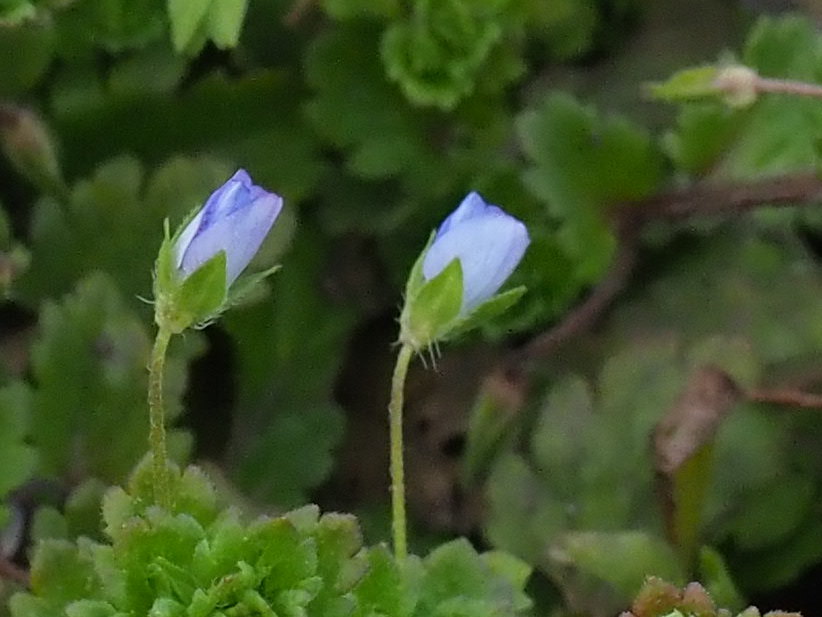 オオイヌノフグリ ピンクの花がありました 但馬の情報発信ポータルサイト 但馬情報特急