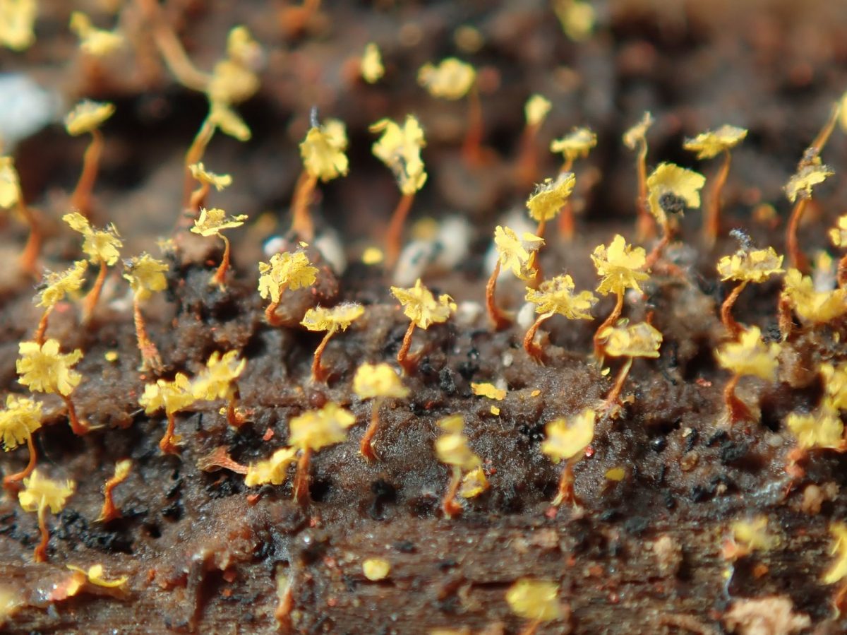 アオモジホコリ 但馬の情報発信ポータルサイト 但馬情報特急