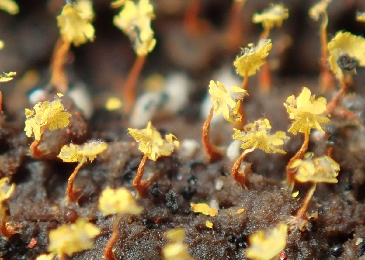 アオモジホコリ 但馬の情報発信ポータルサイト 但馬情報特急