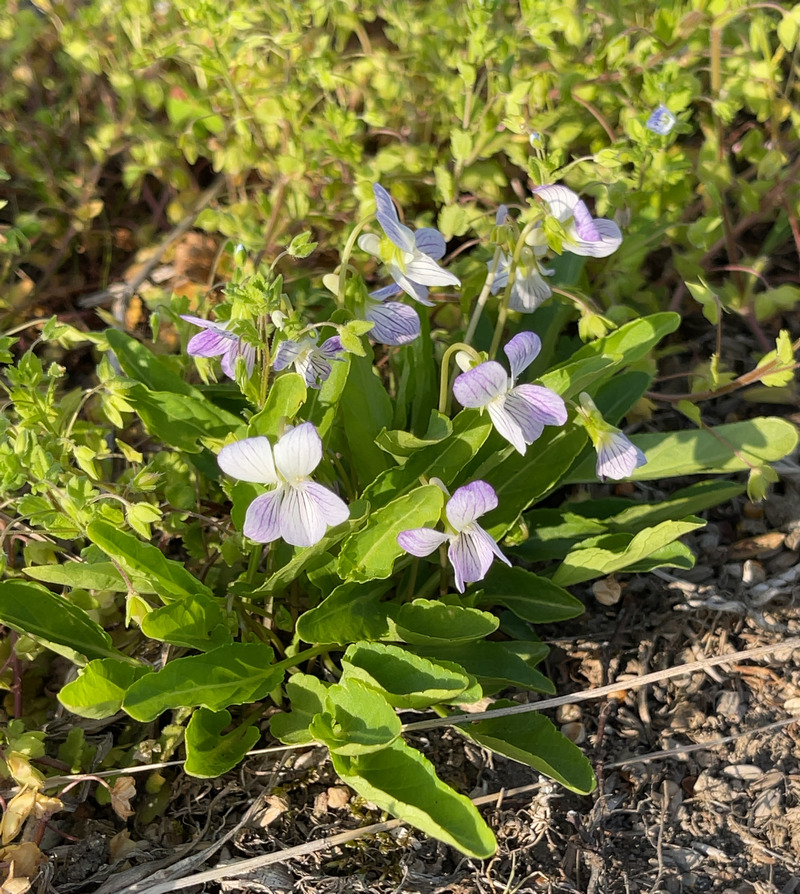 大急ぎでスミレの仲間を見てみましょう 但馬の情報発信ポータルサイト 但馬情報特急