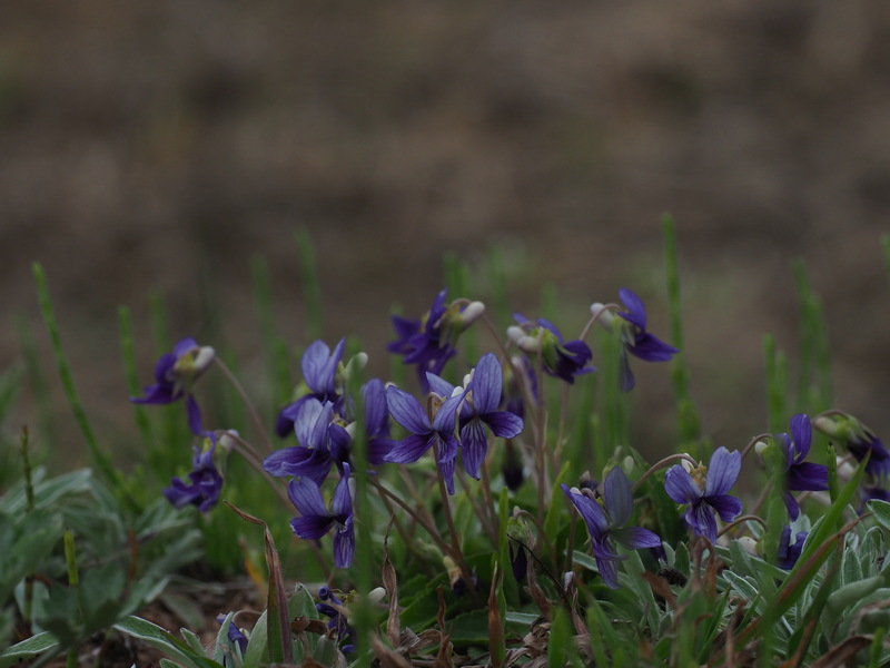 大急ぎでスミレの仲間を見てみましょう 但馬の情報発信ポータルサイト 但馬情報特急