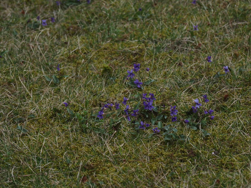 大急ぎでスミレの仲間を見てみましょう 但馬の情報発信ポータルサイト 但馬情報特急