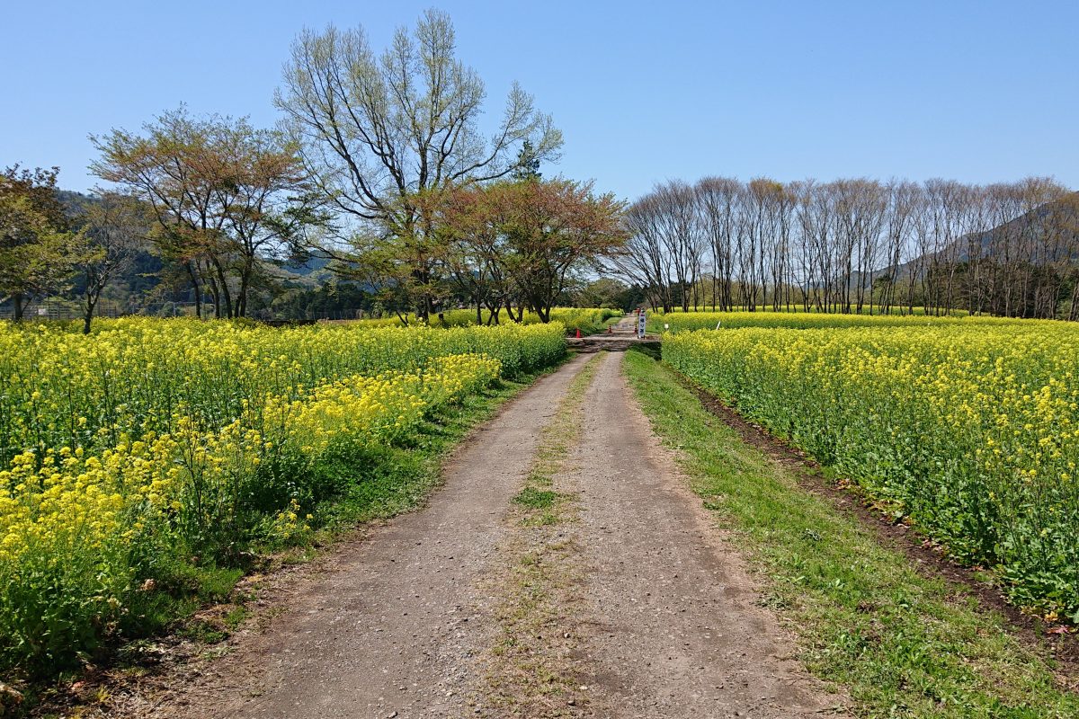 夜久野高原に新名所誕生 満開の花畑 朝来四季彩の丘 に行ってきました 但馬の情報発信ポータルサイト 但馬情報特急