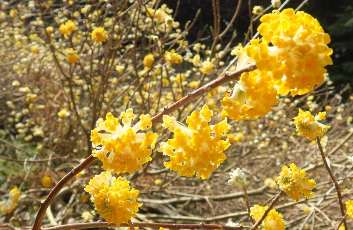 今花ざかり但馬のミツマタ探索 但馬の情報発信ポータルサイト 但馬情報特急 今花ざかり但馬のミツマタ探索 但馬の情報発信ポータルサイト 但馬情報特急