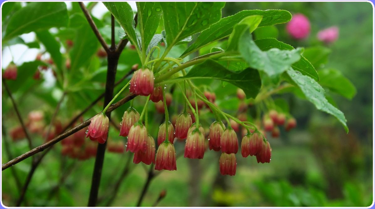 サラサドウダン その花言葉は 明るい未来 但馬の情報発信ポータルサイト 但馬情報特急