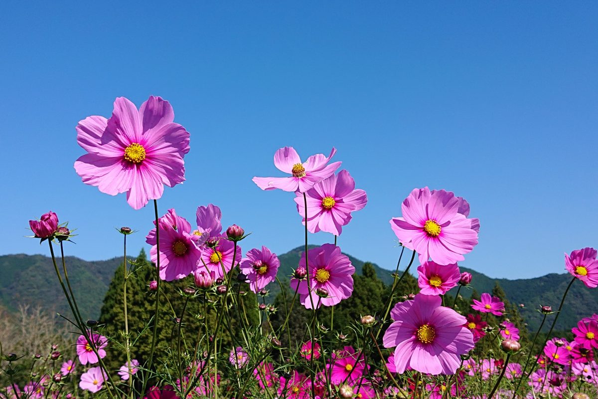 黒木郁朝 「コスモス」 黒木 郁朝の値段と価格推移は？｜2件