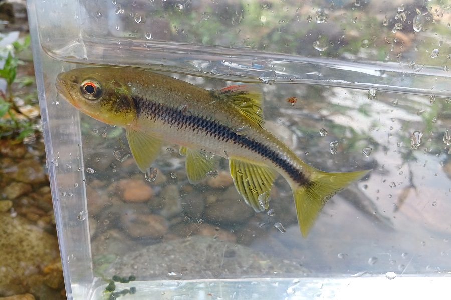 カワムツ。川遊びでよく見かける魚です。 | 但馬の情報発信ポータルサイト「但馬情報特急」
