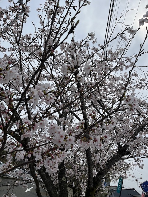 豊岡市】春だ！桜だ！お花見だ！ | 但馬の情報発信ポータルサイト 