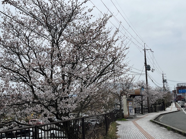 豊岡市】春だ！桜だ！お花見だ！ | 但馬の情報発信ポータルサイト 