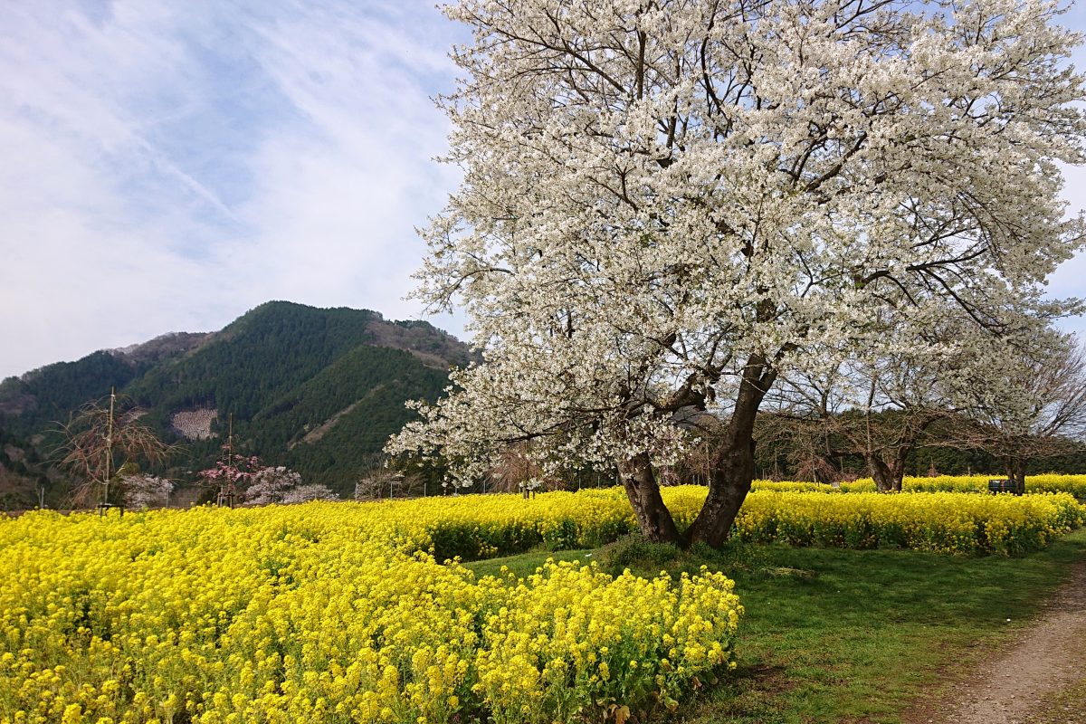 朝来四季彩の丘」で満開の菜の花と桜のコラボがついに実現！ | 但馬の 